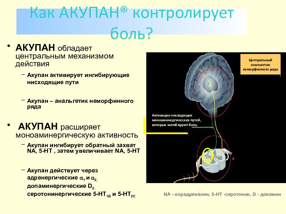Центральный механизм. Центральные механизмы боли. Центральные механизмы восприятия боли. Компоненты боли.. Представление о центральных механизмах боли. Механизм действия боли.