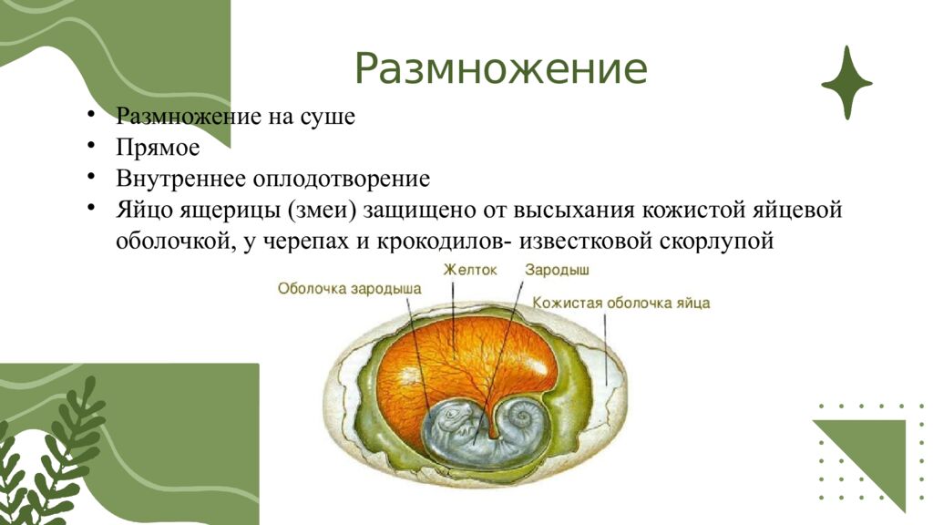 Общая характеристика пресмыкающихся