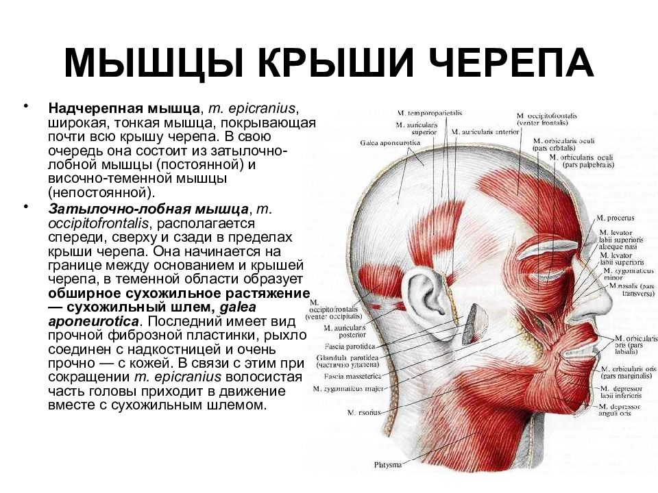 Мышцы черепа