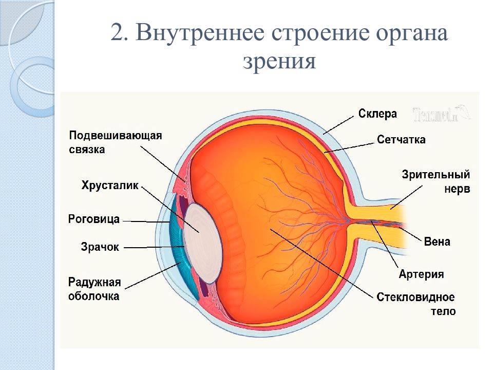 Анализаторы орган зрения