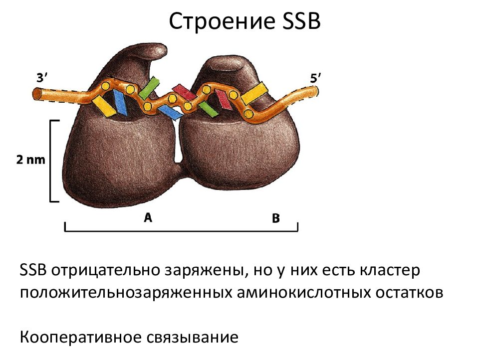 Ssb белок. SSB белки. SSB белки функции. Участвуют SSB-белки. SSB белок функция.
