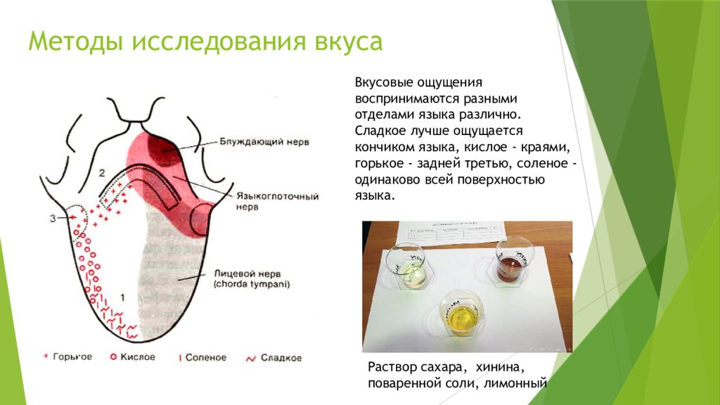 Какой вкус воспринимают рецепторы на кончике языка. Методы исследования вкусового анализатора. Метод исследования вкуса. Методы исследования вкусовой чувствительности. Методику исследования вкусовой чувствительности.