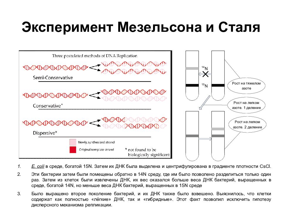 Днк 28 числа. Эксперимент Мезельсона и Сталя. Эксперименты м. Мезельсона и ф. Сталя. Опыт Мезельсона и Сталя. Дисперсионная модель репликации ДНК.