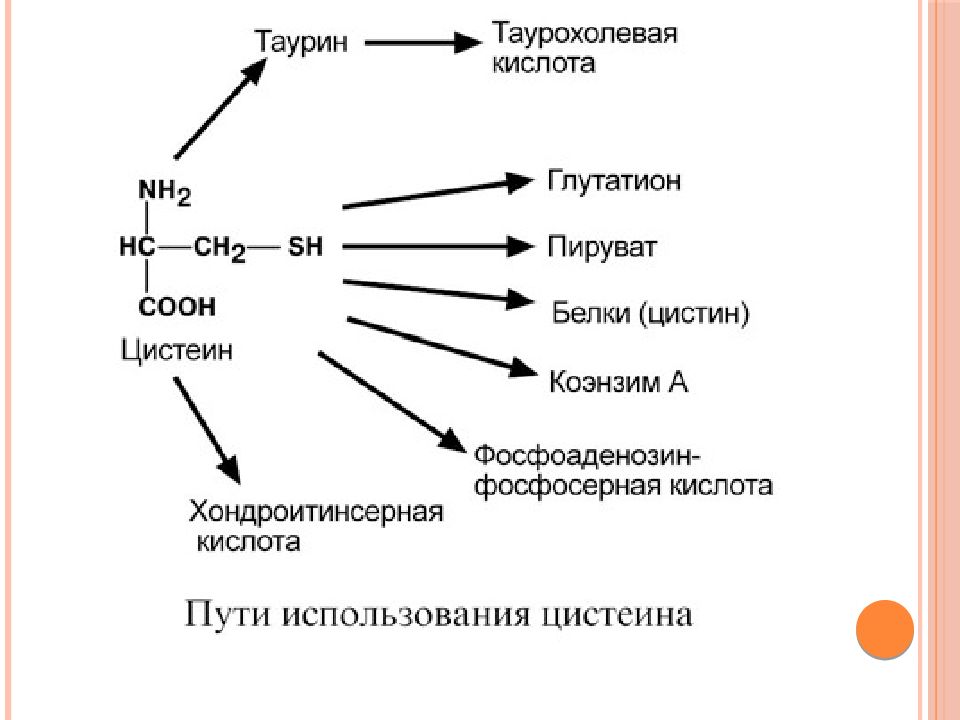 Обмен простых белков и аминокислот в клетках. Метаболизм аминокислот биохимия. Обмен белков и аминокислот биохимия. Метаболизм белков и аминокислот в организме.