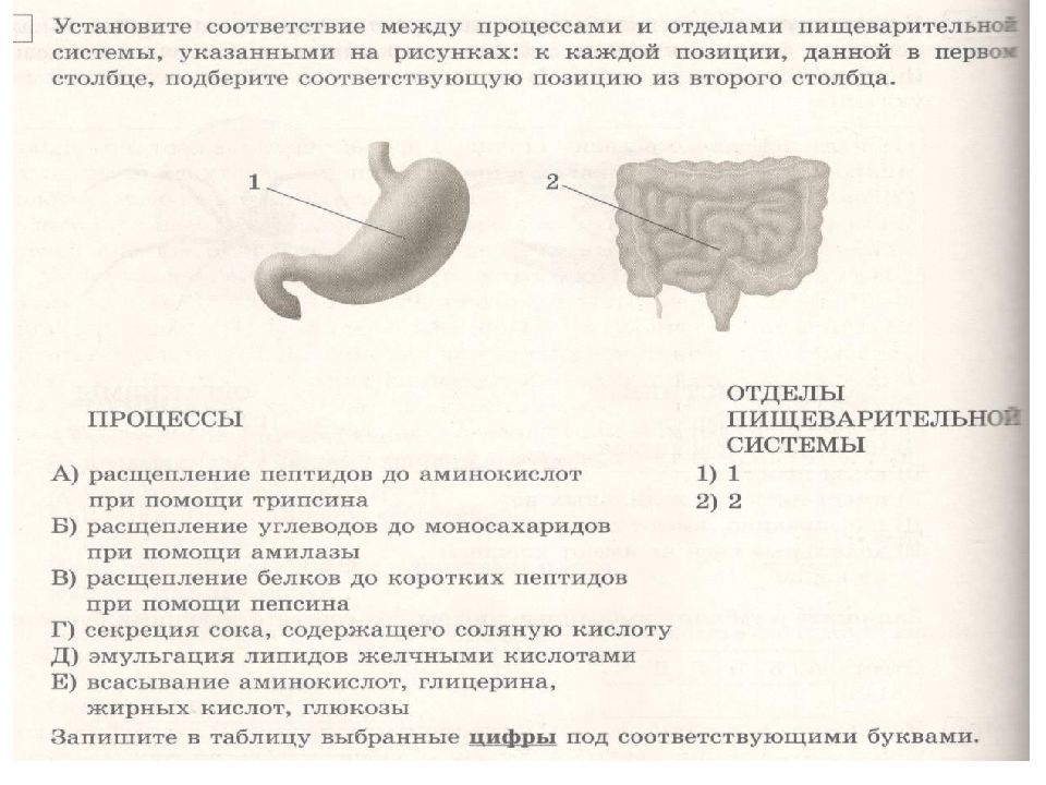 Установите соответствие между процессами происходящими. Пищеварение расщепление полипептидов. Расщепление пептидов до аминокислот при помощи трипсина. Соответствие между процессом пищеварения и отделом пищеварительного. Установите соответствие отдела пищеварительной системы.