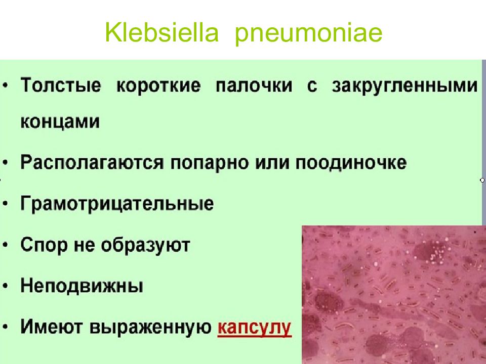 Klebsiella pneumoniae презентация