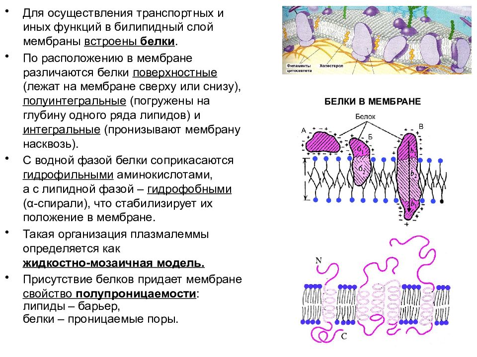 Свойства плазматической мембраны