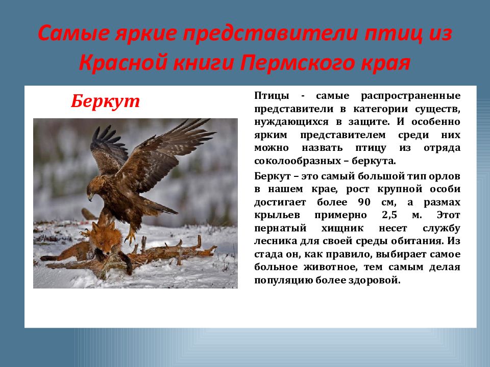 Картинки Животных Пермского Края