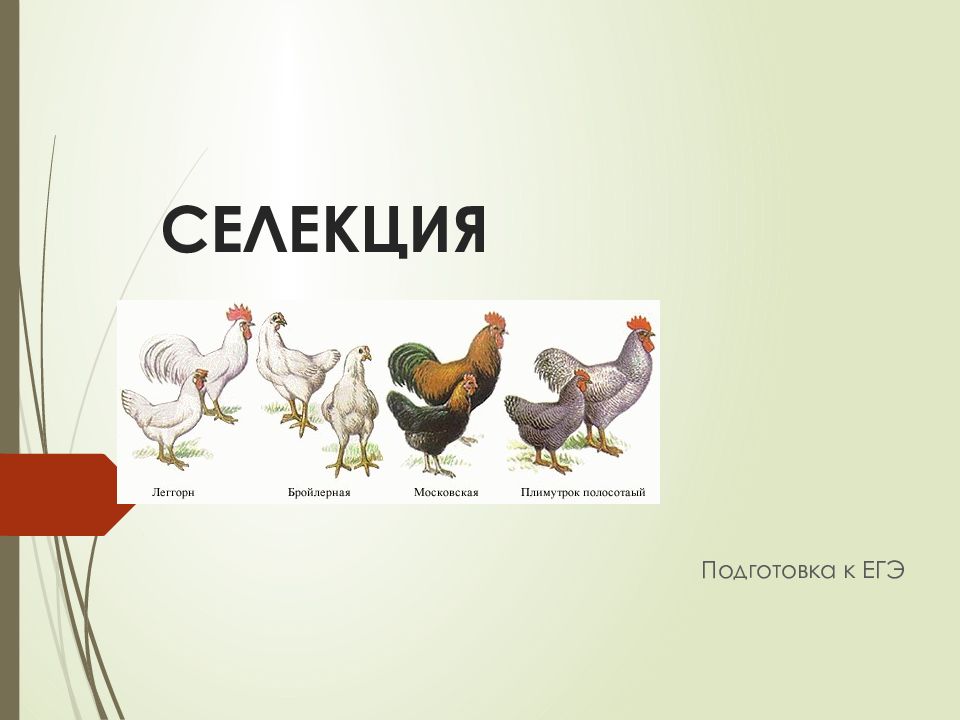 СЕЛЕКЦИЯ