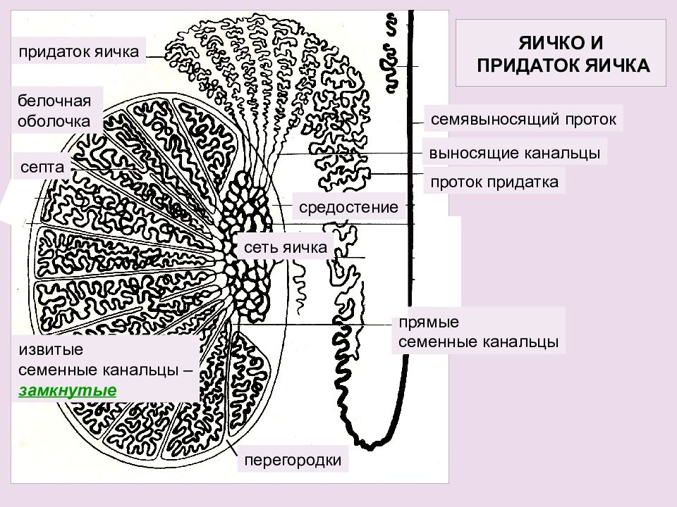 Придаток яичка. Схема строения канальцев придатка яичка гистология. Канальцы яичка и придатка. ВЫНОСЯЩИЕ канальцы придатка яичка. Белочная оболочка семенника.