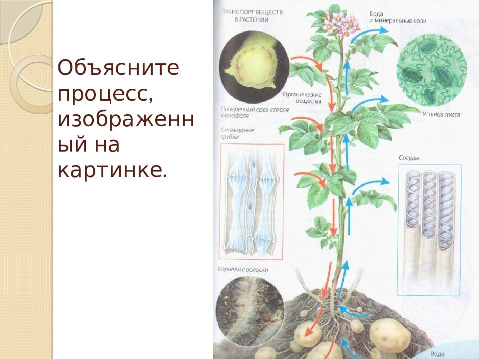 Процесс изображенный на рисунке происходит в