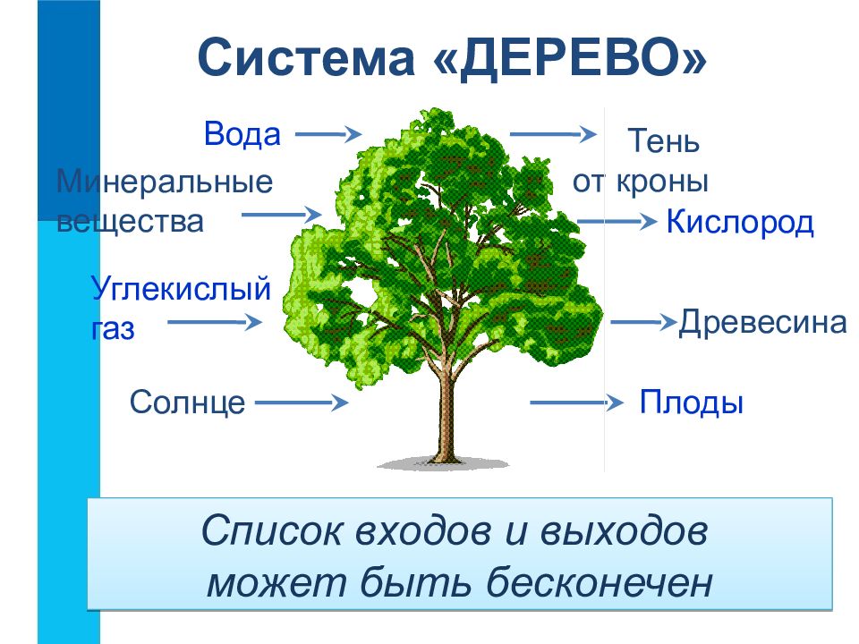 Даны деревья. Дерево для презентации. Польза деревьев. Польза деревьев для детей. Полезные деревья для человека.