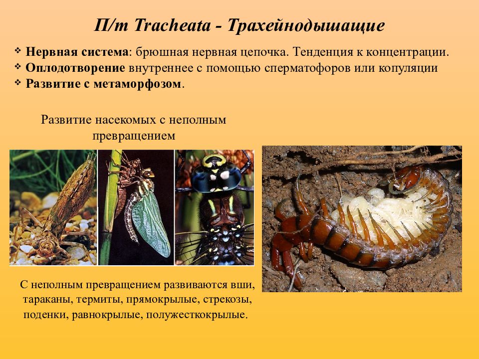 подтип трахейнодышащие общая характеристика. трахейнодышащие общая характеристика. подтип трахейные (tracheata. подтип трахейные (tracheata. трахейнодышащие классификация.