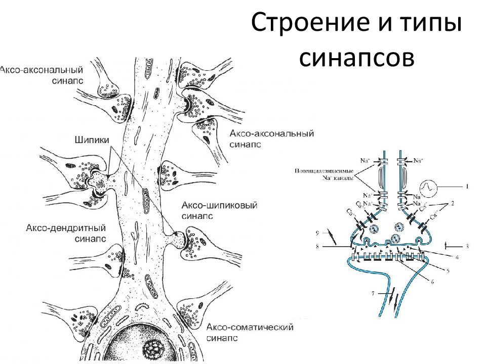 Химические и электрические синапсы. Классификация синапсов схема. Строение и типы синапсов. Аксо-аксональные синапсы. Строение, классификация синапсов. Строение синапса..