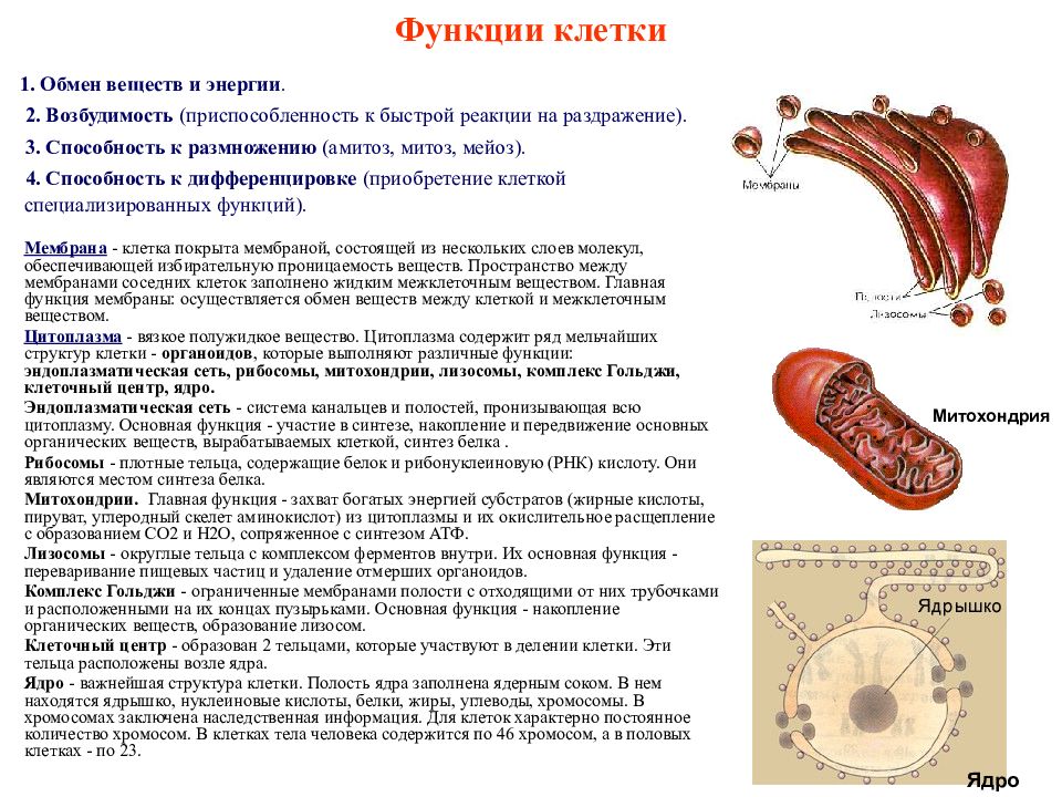 Органелла переваривающая питательные вещества на рисунке