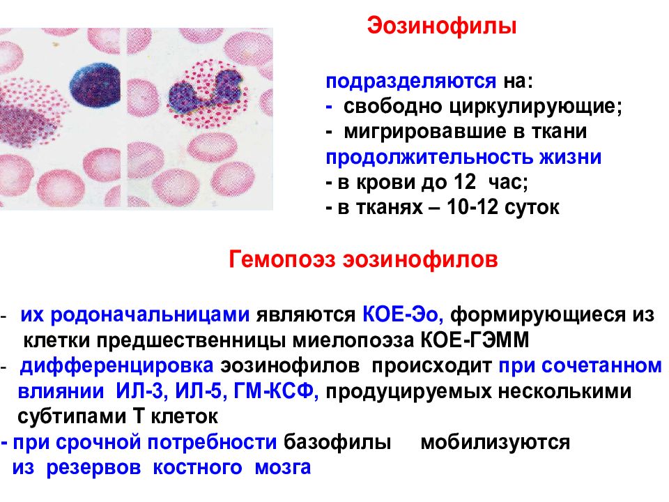 Кровь физиология презентация