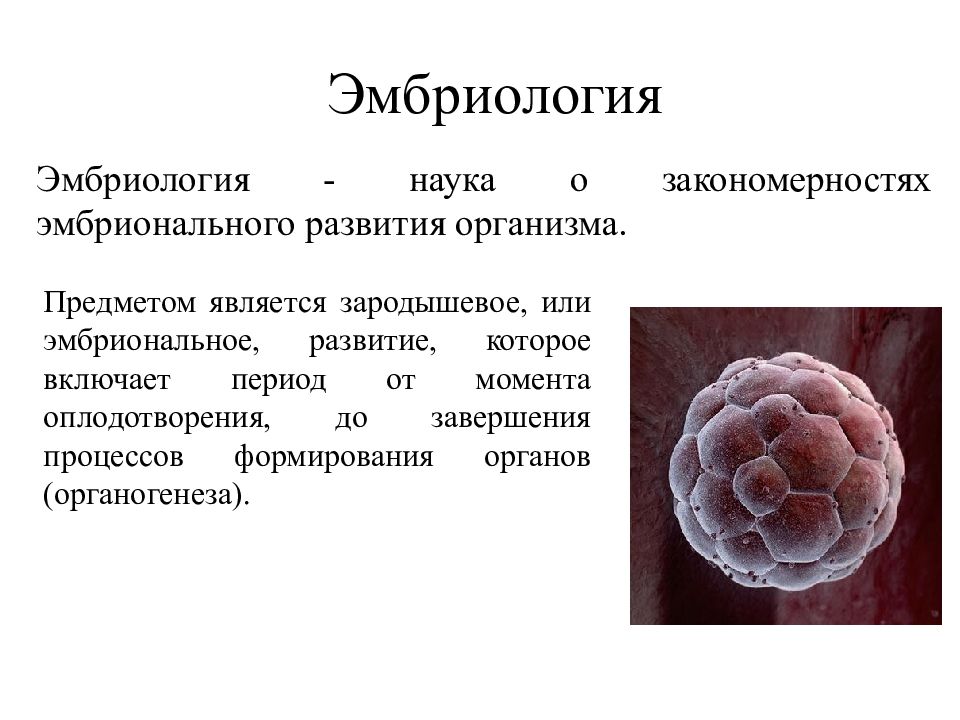 Эмбриология животных изучает. Задачи эмбриологии. Эмбриология как наука. Задачи современной эмбриологии. Эмбриология объект исследования.