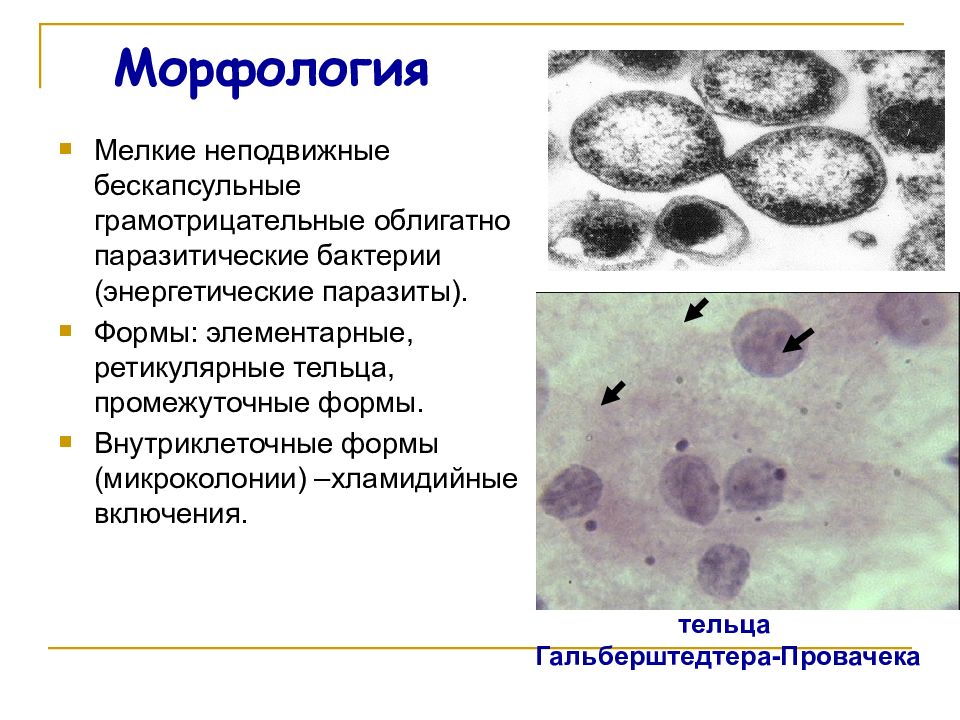 Элементарные тельца хламидий