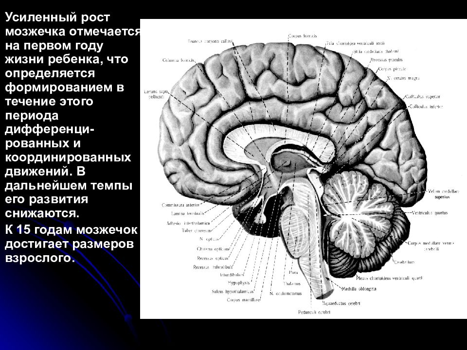 Развит мозжечок. Развитие мозжечка. Размер мозжечка. Мозжечок у детей. Мозжечок норма.