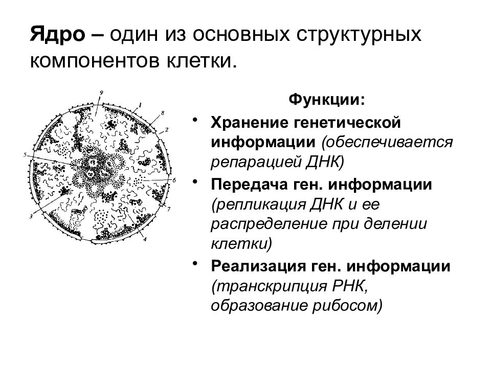 Какой цифрой на рисунке обозначен структурный элемент клетки которому соответствует описание