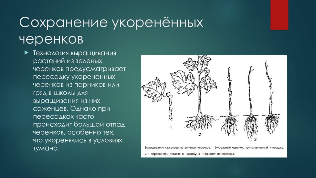 Виды черенков схема