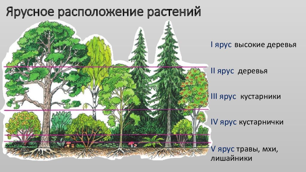 Ярусное расположение растений