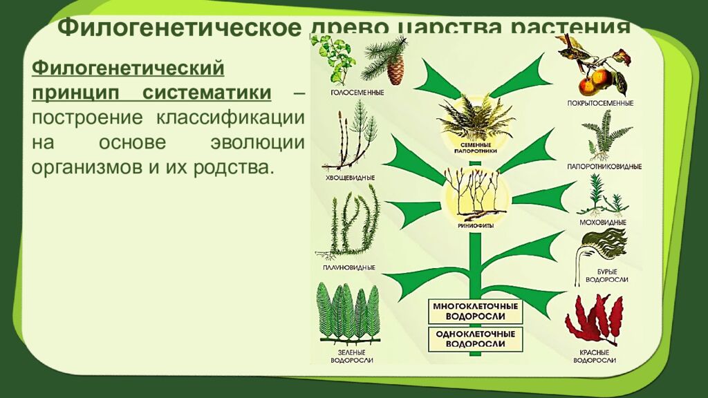 Биология 7 класс Тема урока: § 2.Систематика растений