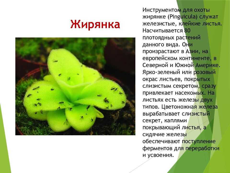 Жирянка