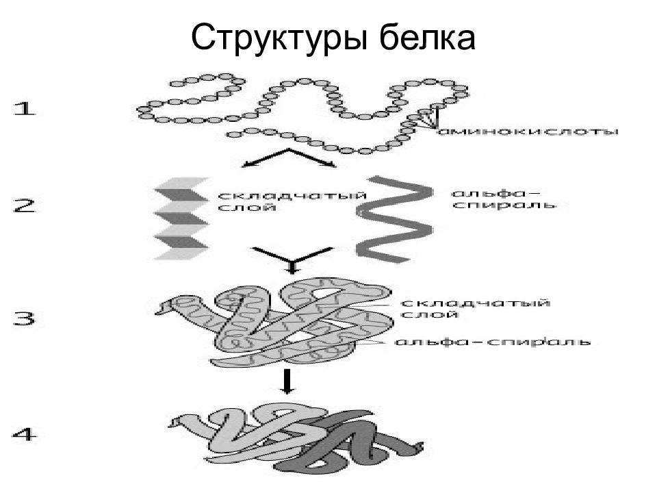 Структура белка тест. Белки биология. Белок рисунок биология. 4 Белковая структура. Белки рыбы схема.