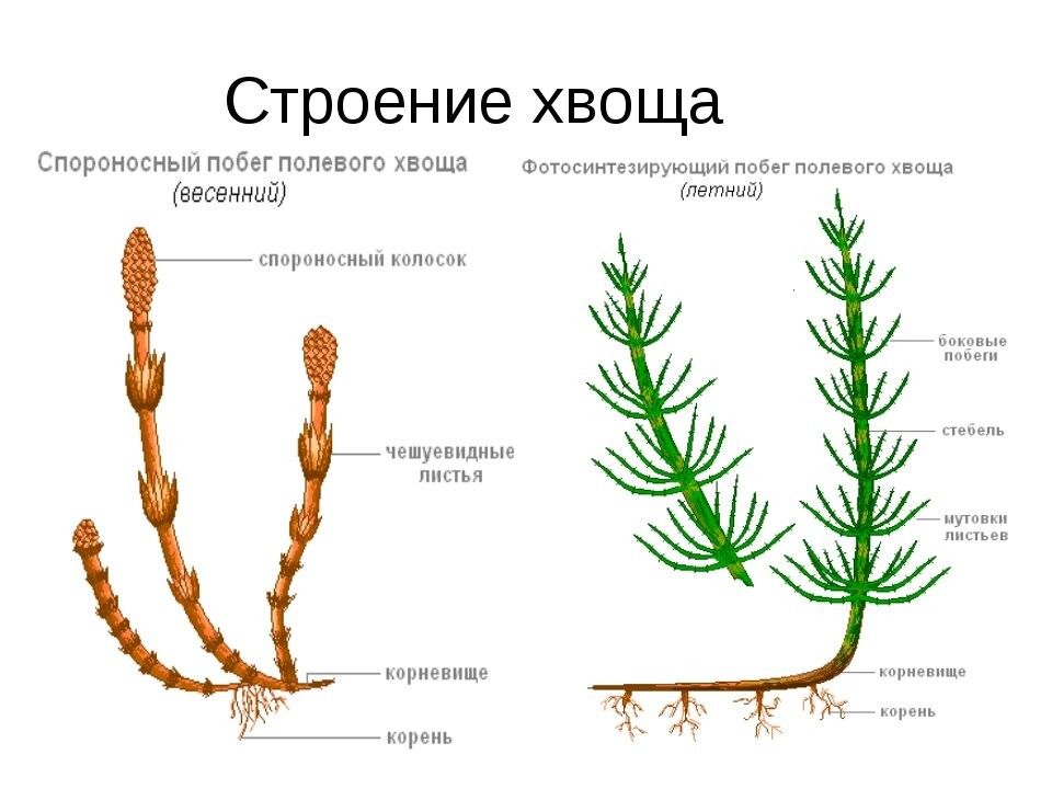 Плауны хвощи папоротники схема