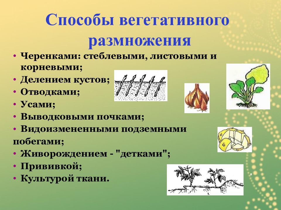 Проект вегетативное размножение растений