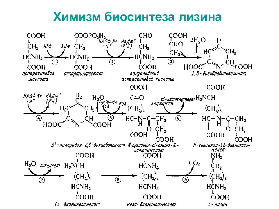 Химизм. Синтез лизина коринебактериями схема. Схема биосинтеза лизина, метионина. Биосинтез лизина треонина и метионина. Лизин биохимия.