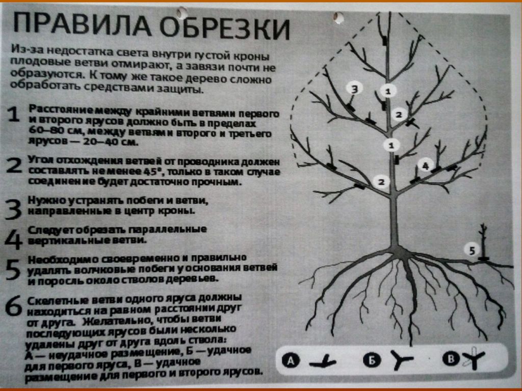 Календарь обрезки плодовых деревьев. Обрезка и формирование кроны плодовых деревьев Гельфандбейн п с. Этапы формирования кроны городского дерева. Основные задачи формирования крон и обрезки. Правила обрезки яблонь.