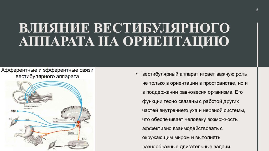 Влияние вестибулярного аппарата на ориентацию