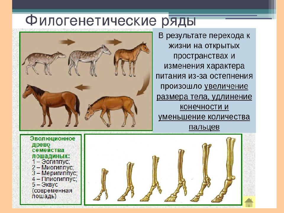 Типы доказательства эволюции