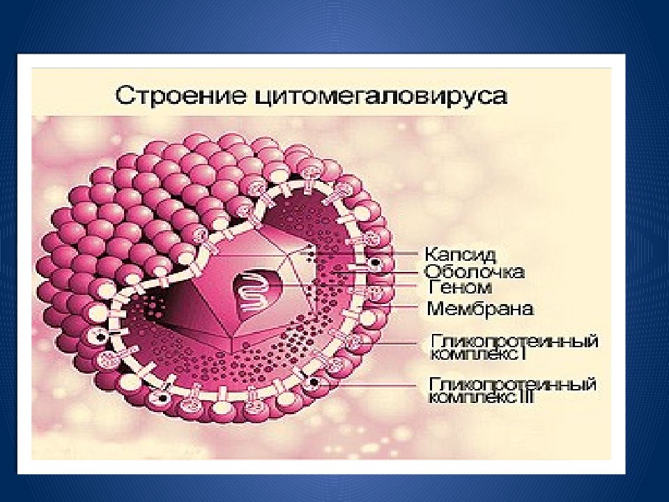 Цитомегаловирусная инфекция патогенез схема