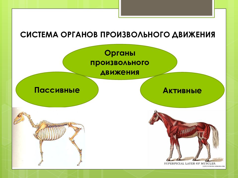 Система органов произвольного движения. Система органов произвольного движения у животных. Система передвижения животных. Способы передвижения животных.