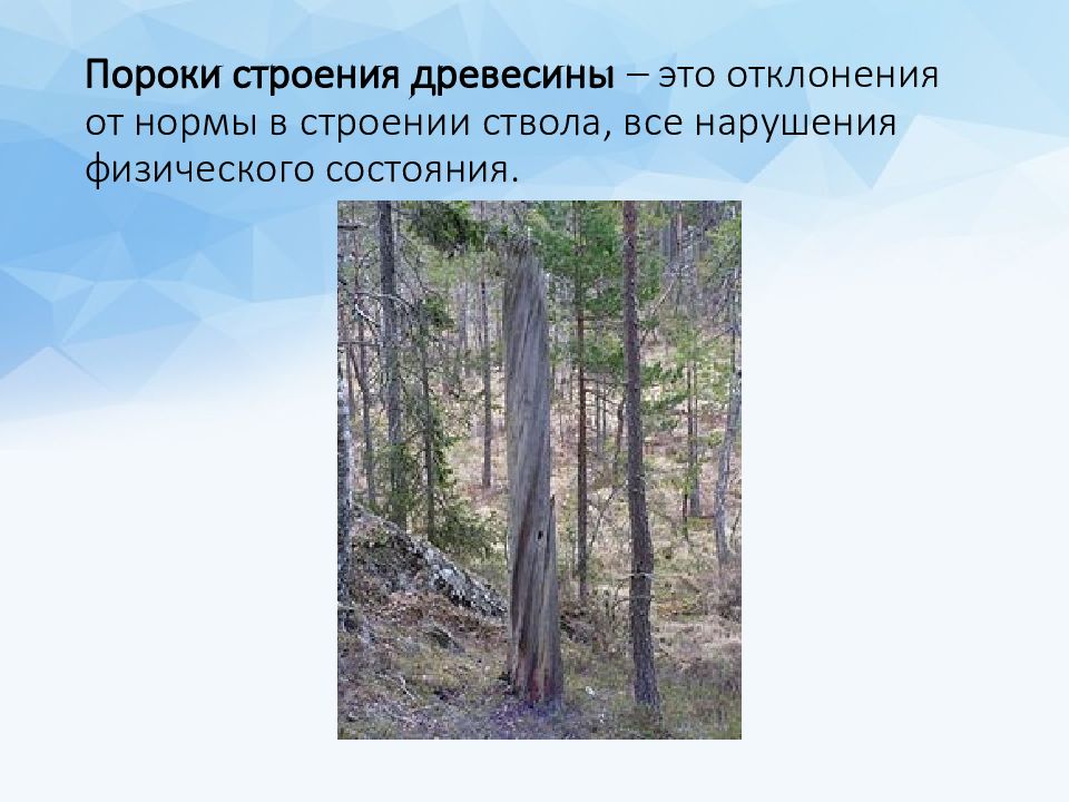 Профессии связанные с обработкой древесины 5 класс. Порок древесины это отклонение. Отклонение от нормального строения древесины. Пороки древесины 6 класс технология презентация. Что такое отклонение в Лесоматериалах.