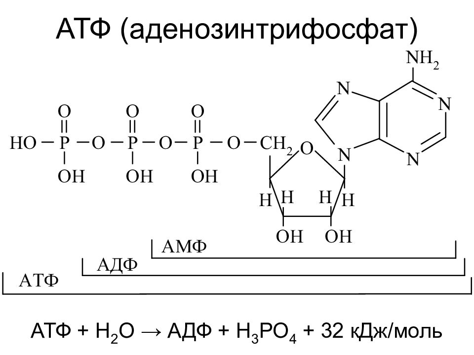 Атф л. АДФ формула биохимия. АТФ формула структурная. Строение АДФ.