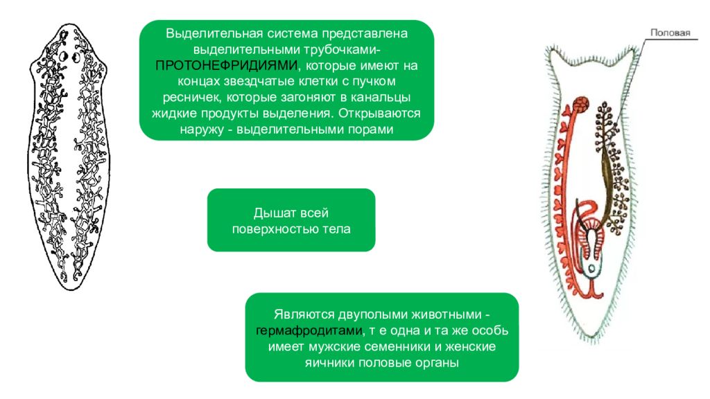 Выделительная система плоских червей. Выделительная система представлена протонефридиями. Выделительные трубочки протонефридии. Выделительная система плоских червей 7 класс таблица. Выделительная система простейших.