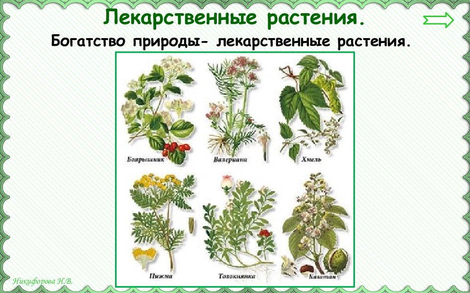 Окружающий мир 3 охрана растений. Растения охрана растений 3 класс. Охраняемые растения 3 класс. Лечебные травы богатство природы. Охрана растений 3 класс окружающий.