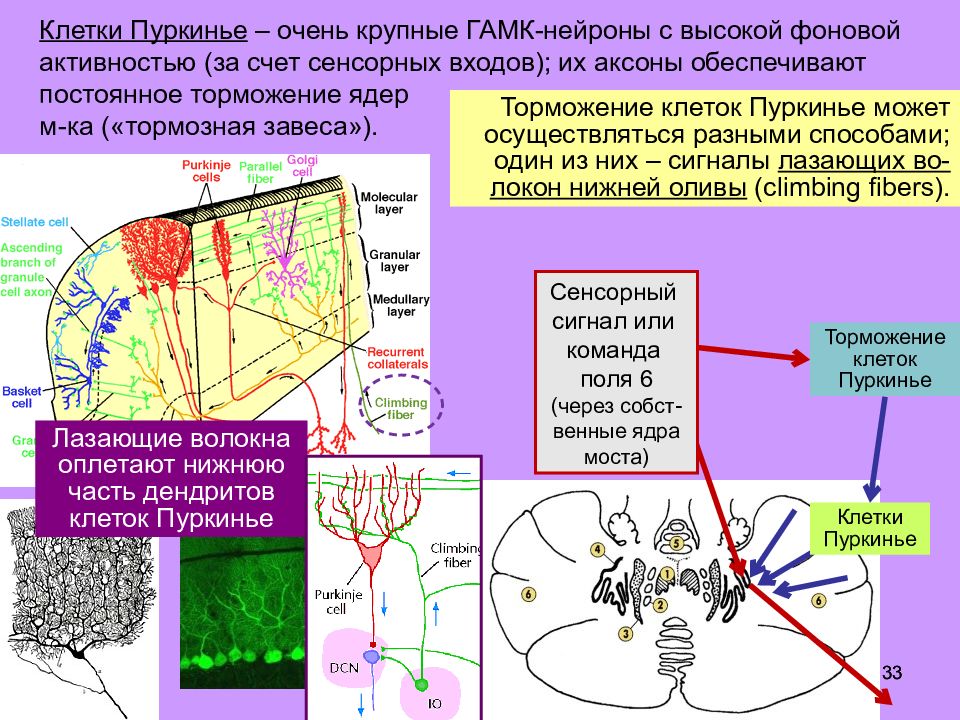 Активность клетки. Нейроны Пуркинье. Клетки Пуркинье. Клетки Пуркинье в мозжечке функция. Нейроны Пуркинье функции.