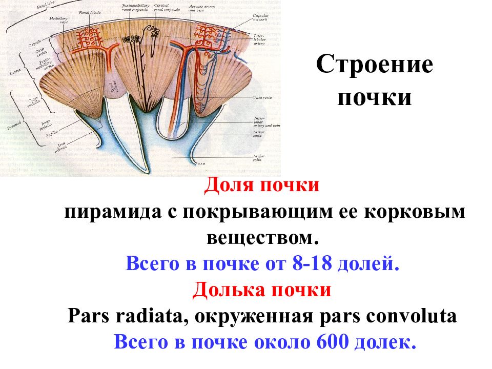 Сегменты почки схема