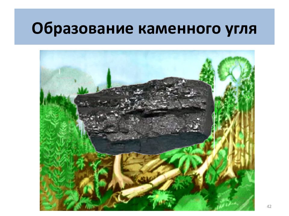 Образование торфа в природе. Образование каменного угля 5 класс биология. Каменный уголь в природе. Каменный уголь происхождение. Каменный уголь образование в природе.