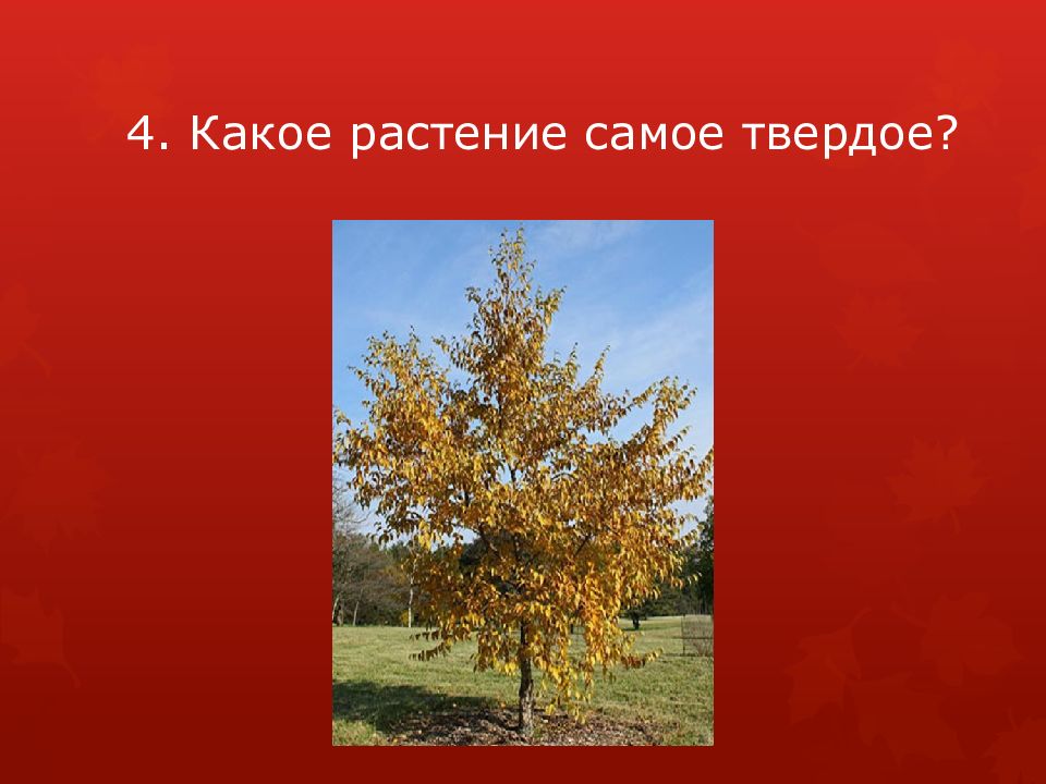 Самое твердое дерево. Самое твердое растение. Ботаническая викторина(10 слов). Кто в растении самый главный рассказ.