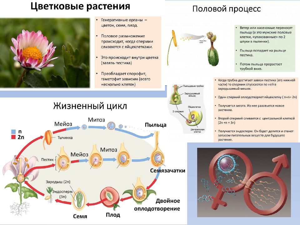 Схема полового размножения растений