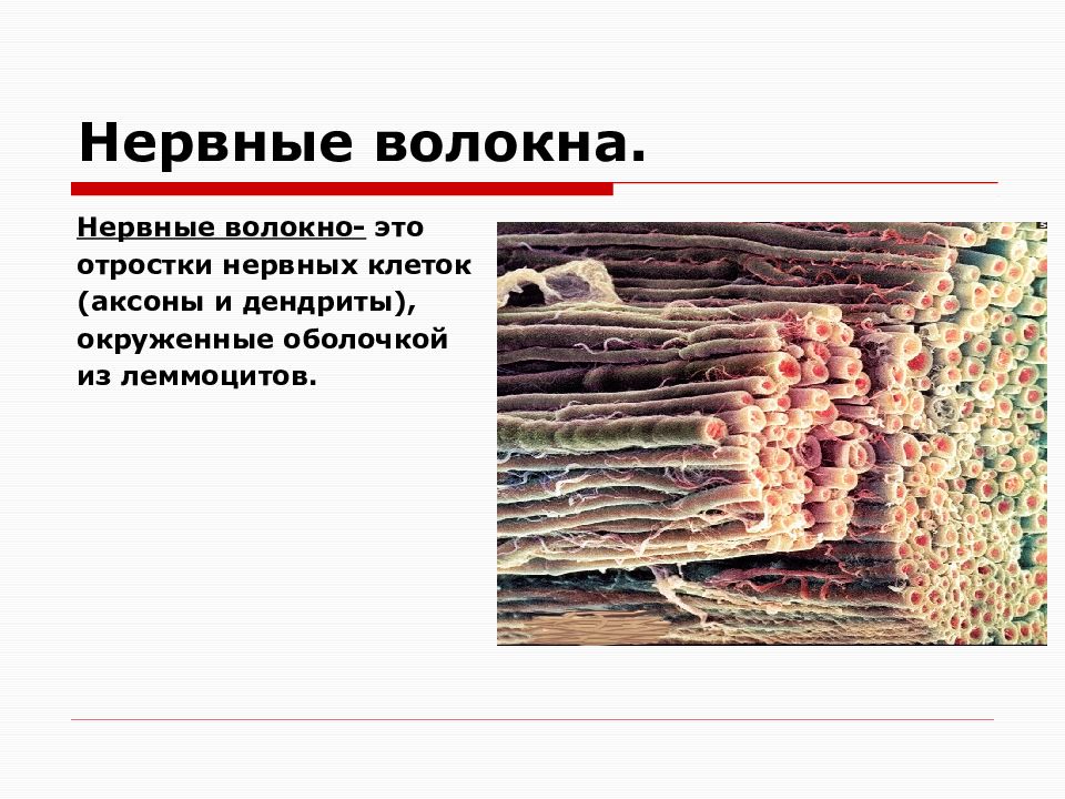 Волокна a b c. Нервные волокна. Нервные волокна человека. Функции нервных волокон. Нервные волокна образованы.