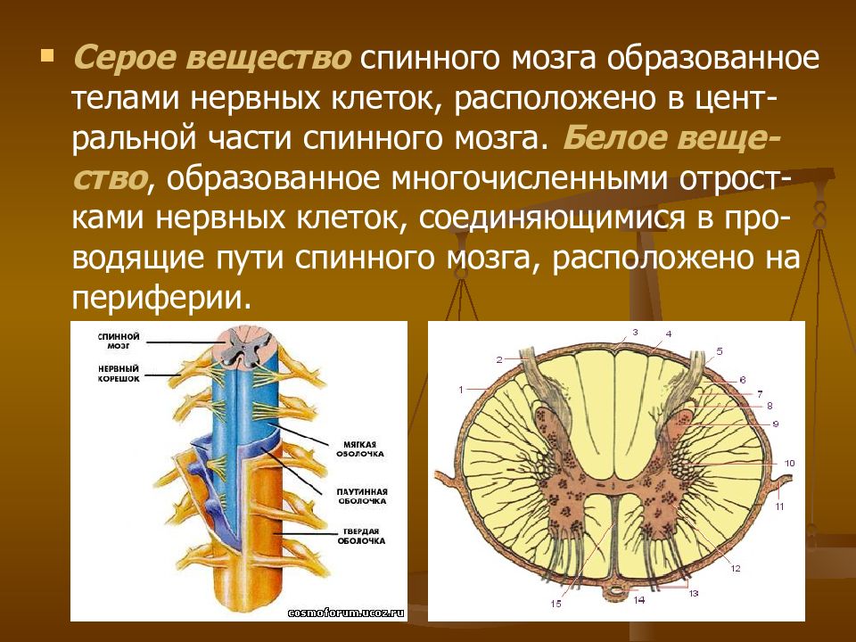 Серое и белое вещество спинного мозга рисунок