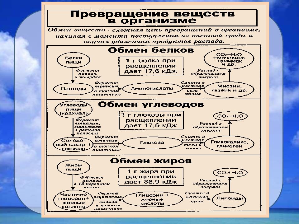 Формирование органов человека. Периоды систем организма. Органы человека в сравнении с машиной. Парность органов человека по Восточной теории.