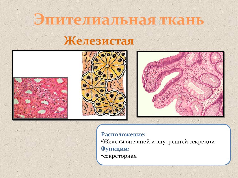 Рисунки тканей человека 8 класс биология